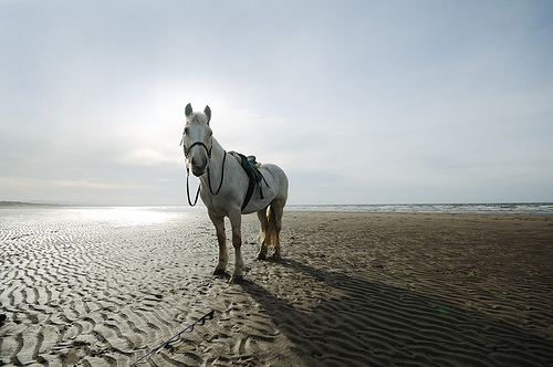 Horse on Irvine Beach
